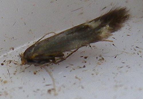 Bucculatrix nigricomella